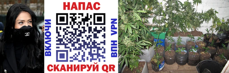 Канабис SATIVA & INDICA  купить наркоту  Кодинск 